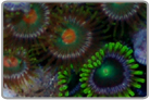 Orange Eye and Green Eye Zoanthids